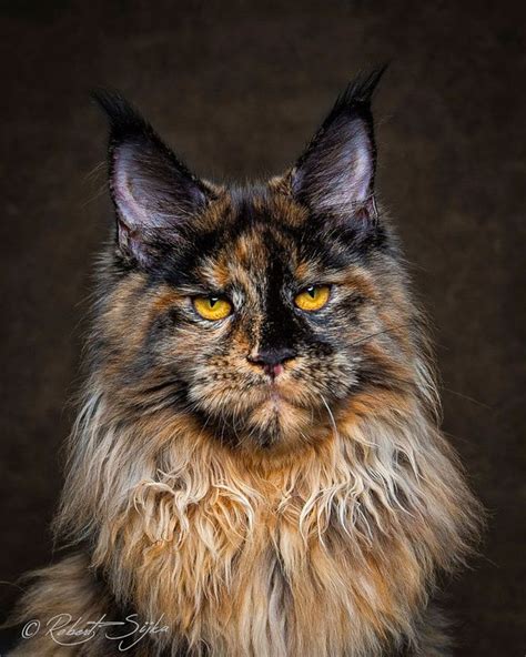 Pin On Maine Coon Cats