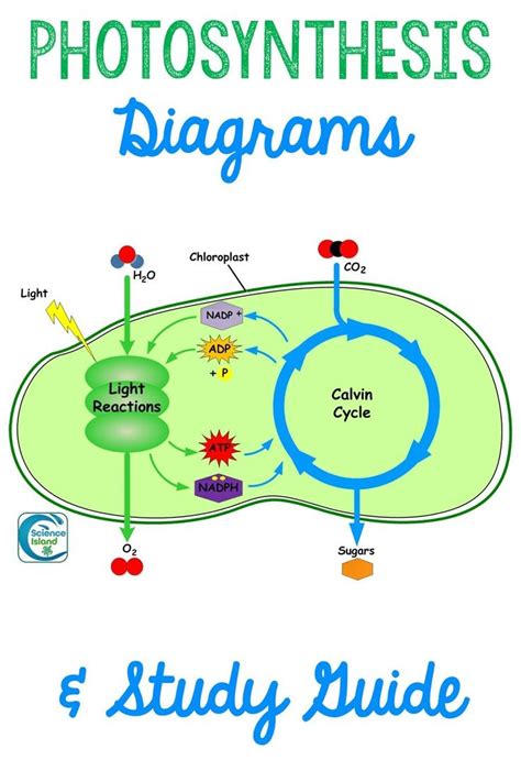 Photosynthesis Diagrams and Study Guide Photosynthesis - diagram