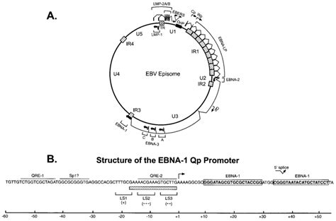 A Transcriptional Map Of The EBV Genome As Expressed During Type III