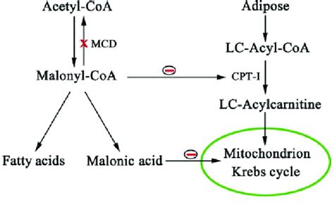 Pathways Of Malonyl Coa And Effects On Fatty Acid Metabolism And Krebs