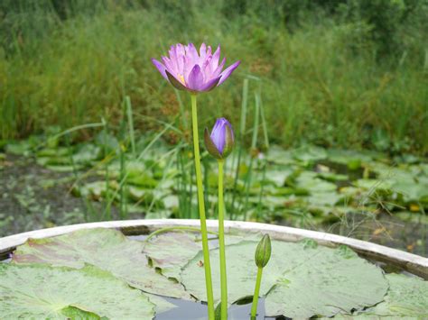 Nymphaea Gigantea SeangDao ISG Water Lily Thailand 003 Flickr