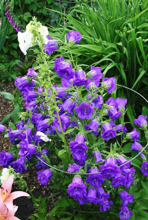 Photo Of The Entire Plant Of Canterbury Bells Campanula Medium Posted