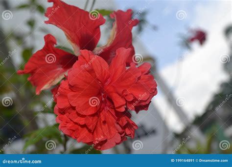 BUNGA RAYA MALAYSIA NATIONAL FLOWER Stock Image - Image of ...