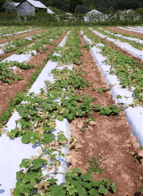 Downy Mildew Cornell Vegetables