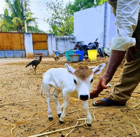 Ganga punganur calf | Cow photos, Cow calf, Jagannatha beautiful images