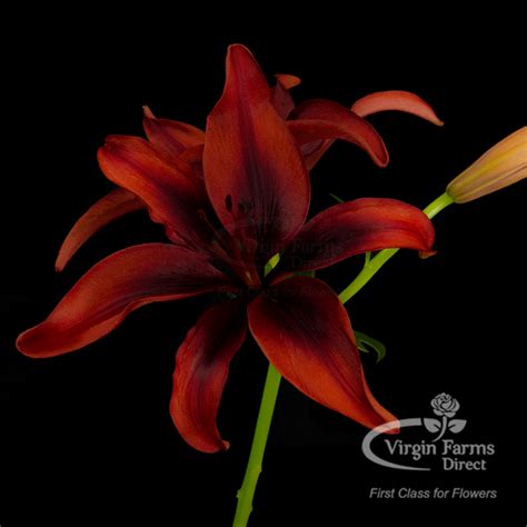 Red Asiatic Lily - Virgin Farms - First Class For Flowers