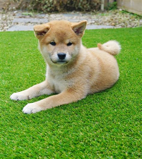 Maravilhosos Shiba Inu Venda Portim O