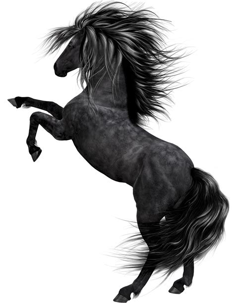 Black Horse Art | Gallery Yopriceville - High-Quality Free Images and Transparent PNG Clipart