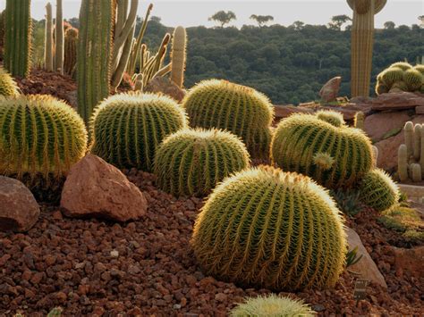 Jardín de Cactus de Lanzarote Paraíso Exótico en Canarias