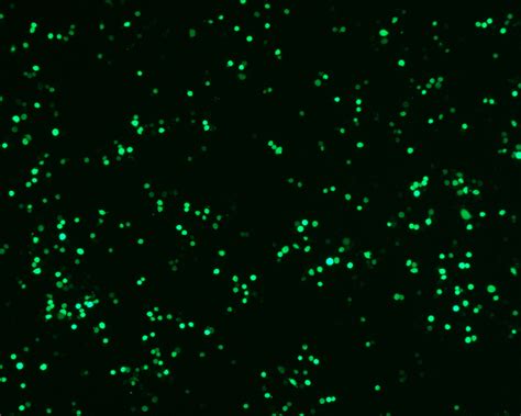 Transfection protocol of adherent CHO-DG44 cells (96-well plate) | Sino ...