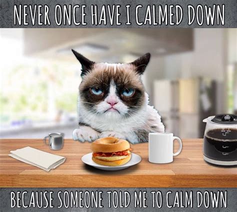 Grumpy Cat Life ☕️ Grumpy Cat Cat Coffee Grumpy Cat Quotes