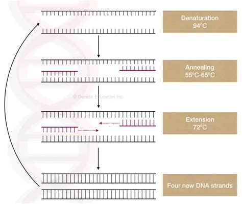 What are the properties of PCR (template) DNA?