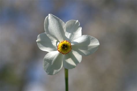 Narciso Coltivazione