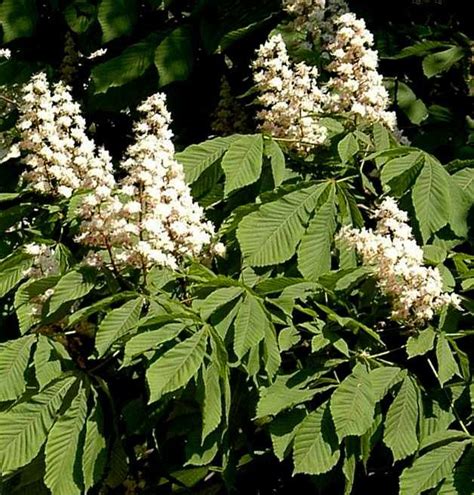 White Chestnut Fiore Di Bach Fiori Bachata Medicina Naturale