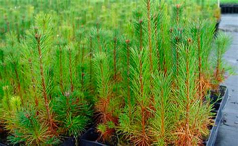 Vivero Productor De Plantas De Pinus Sylvestris Pino Silvestre