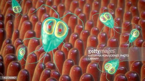 Giardia Lamblia Photos And Premium High Res Pictures Getty Images