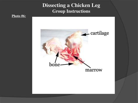 Ppt Dissecting A Chicken Leg Powerpoint Presentation Free Download