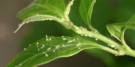 Dealing with Common Indoor Plant Pests and Diseases