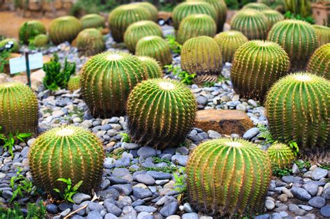 Barrel Cactus · Free Stock Photo