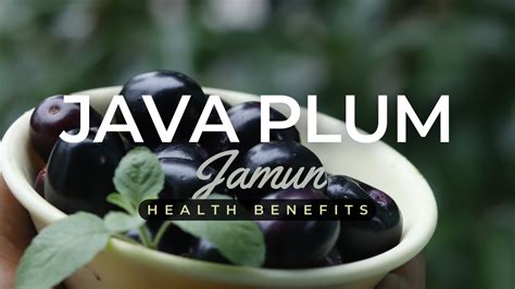 Health Benefits Of Java Plum Jamun An Amazing Powerhouse