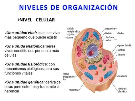 Niveles De Organizacion Celular