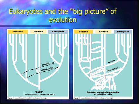 Ppt Protist Diversity I Powerpoint Presentation Free Download Id821498