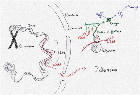 Proteinsynthese