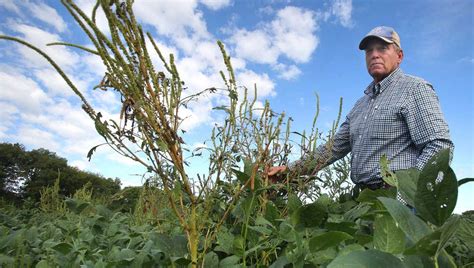 Herbicide Resistant Weeds Challenge Kansas Farmers Bottom Lines