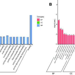 Enrichment Analysis Of Differentially Expressed Mirnas And Mrnas A