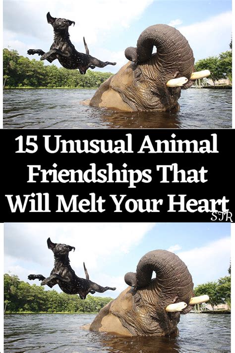 15 unusual animal friendships that will melt your heart – Artofit