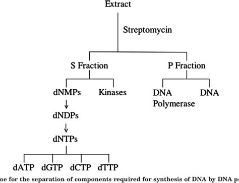 Figure 1 from Discovery of DNA Polymerase | Semantic Scholar