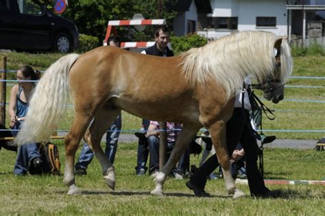 Elenco Completo Delle Razze Equine Caratteristiche Fisiche E