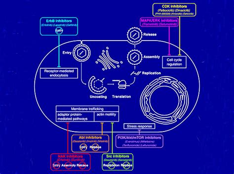 Erlotinib Mechanism Of Action