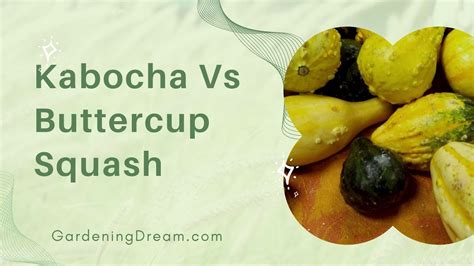 Kabocha Vs Buttercup Squash YouTube