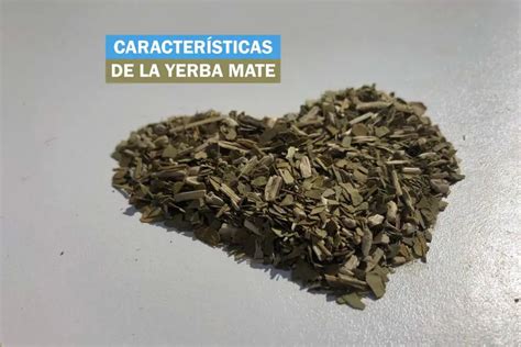 CaracterÍsticas De La Yerba Mate Beneficios Y MÁs