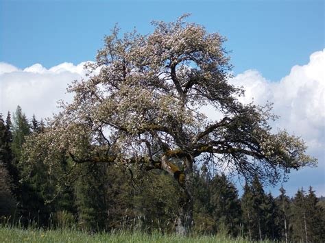 Free Images Landscape Tree Nature Forest Branch Blossom Light