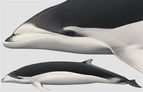 Southern Right Whale Dolphin