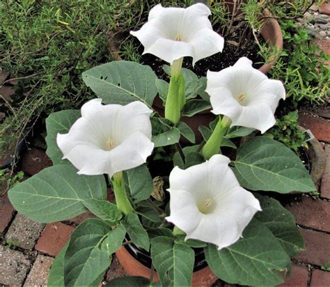 La Belleza Engañosa de Datura Stramonium Conociendo sus Riesgos y