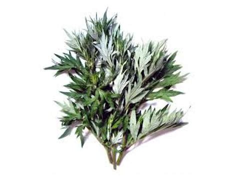 Mugwort Essential Oil Artemisia Arborescens L