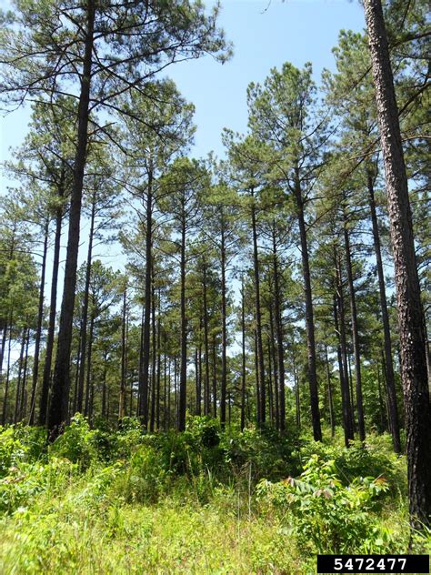 Loblolly Pine Pinus Taeda