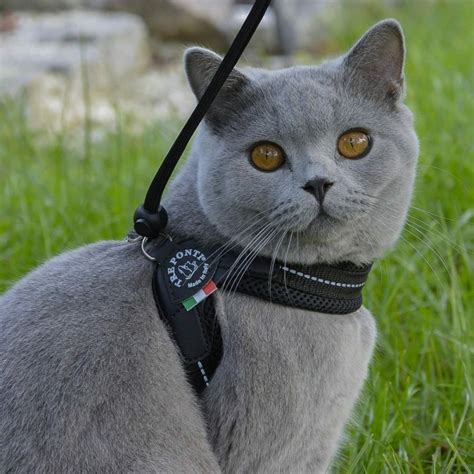 Harnais Confort Pour Chien Et Chat TRE PONTI Avec Cordon Rouge