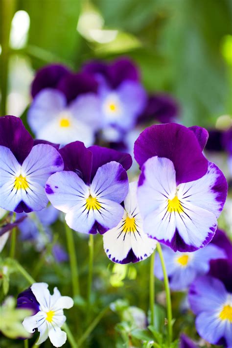 10 Pretty Pansies Sunset Magazine