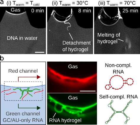 Sequence Selective Gelation Of Rna And Dna Fluorescence Microscopy Of Download Scientific