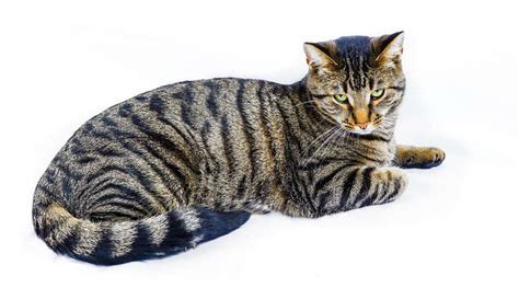 Tiger Cat Tiger Cat Breed Cat Breeds Cats