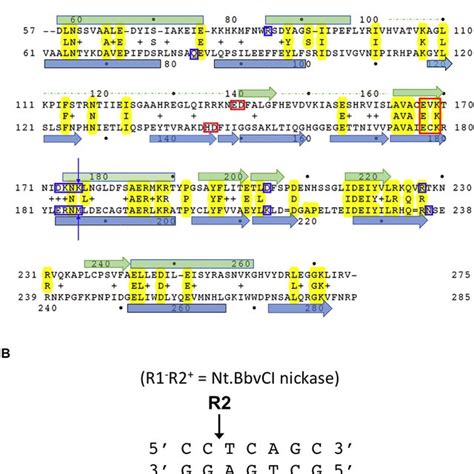 Structure Based Sequence Alignment Of R1 And R2 Subunits Of Bbvci