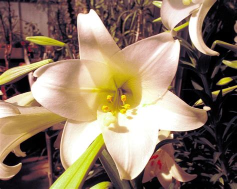 M. Douglas Wray: Easter Lily