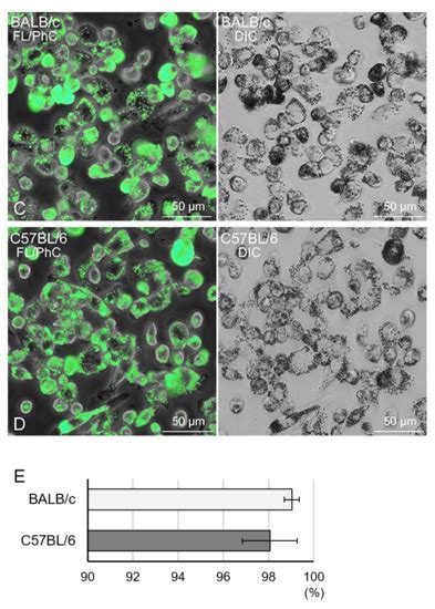 Biomedicines Special Issue Macrophages In Health And Non Infectious