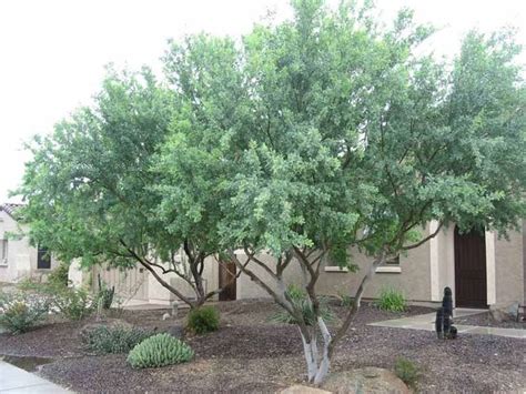 Trimming Ficus Trees Arizona Shanta Jorgenson