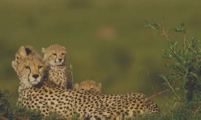 Cheetah mom and her adorable cubs enjoying a moment : r/AnimalsBeingMoms