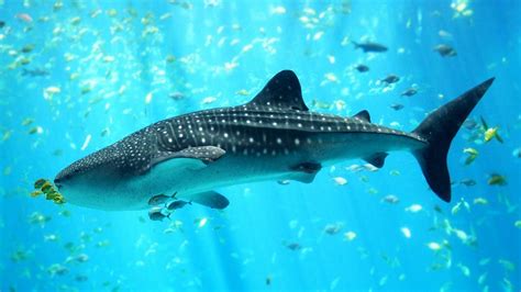 19 Fun Facts About Whale Sharks - Facts.net